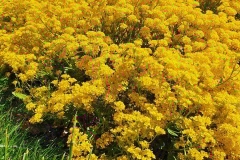 IMG_20200518_160317_654
