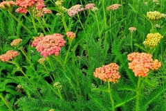 IMG_20200622_155427_841
