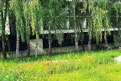IMG_20200709_170258_351