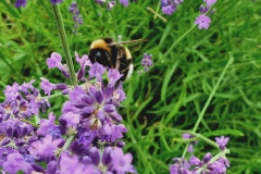 IMG_20200711_161145_840
